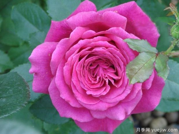 洛丽塔月季/天赐恩典月季/彼得梅尔(图3)