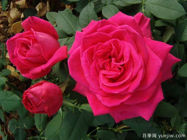 洛丽塔月季/天赐恩典月季/彼得梅尔(图4)