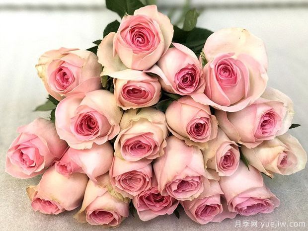 桃红雪山月季(图1) 桃红雪山月季(图1)