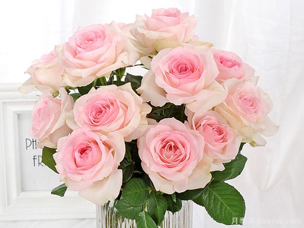 桃红雪山月季(图2) 桃红雪山月季(图2)