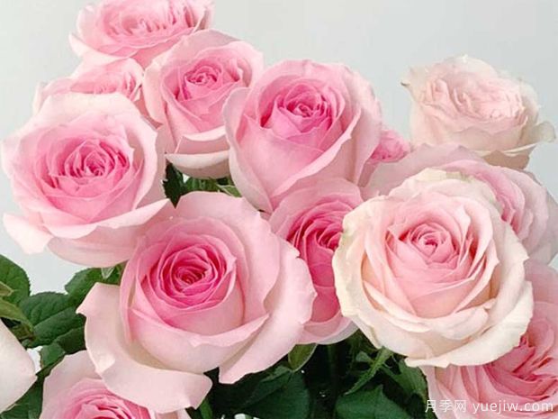 桃红雪山月季(图3) 桃红雪山月季(图3)