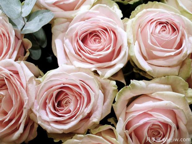 桃红雪山月季(图4) 桃红雪山月季(图4)