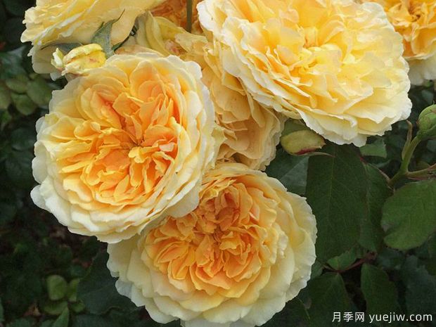 莫林纽克斯月季/魔力妞/魔力光辉(图1) 莫林纽克斯月季/魔力妞/魔力光辉月季(图1)