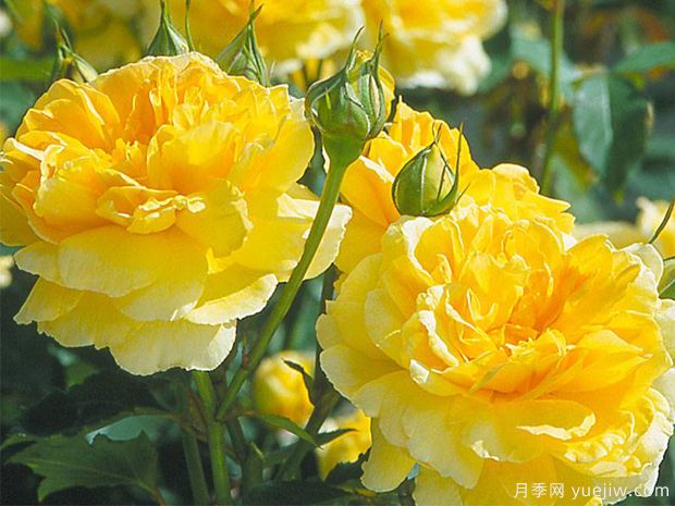 莫林纽克斯月季/魔力妞/魔力光辉(图2) 莫林纽克斯月季/魔力妞/魔力光辉月季(图2)