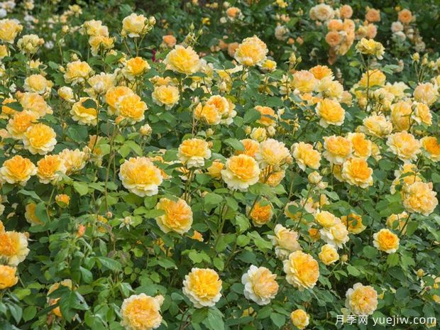 莫林纽克斯月季/魔力妞/魔力光辉(图3) 莫林纽克斯月季/魔力妞/魔力光辉月季(图3)