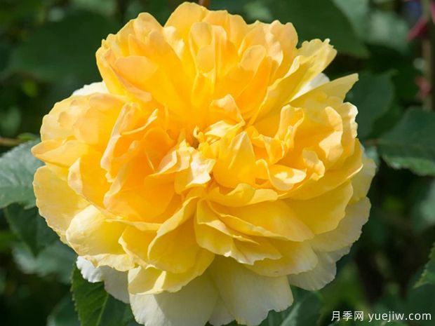 莫林纽克斯月季/魔力妞/魔力光辉(图4) 莫林纽克斯月季/魔力妞/魔力光辉月季(图4)