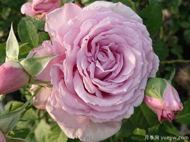 魅力绸缎月季/惑月季(图1)