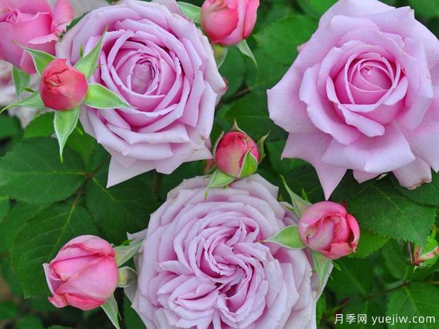 魅力绸缎月季/惑月季(图3)