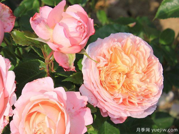 玫瑰香橙月季/尚蒂伊城堡/尚蒂伊别苑(图1) 玫瑰香橙月季/尚蒂伊城堡月季/香缇别苑月季(图1)