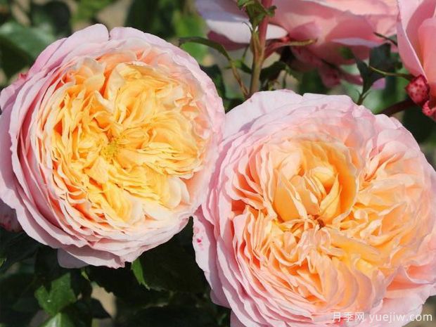 玫瑰香橙月季/尚蒂伊城堡/尚蒂伊别苑(图2) 玫瑰香橙月季/尚蒂伊城堡月季/香缇别苑月季(图2)