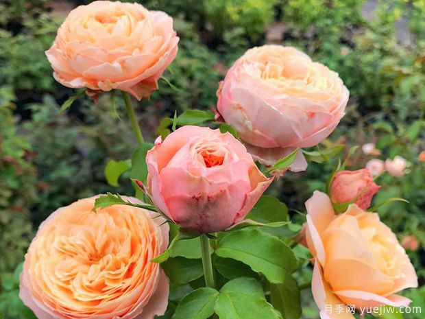 玫瑰香橙月季/尚蒂伊城堡/尚蒂伊别苑(图3) 玫瑰香橙月季/尚蒂伊城堡月季/香缇别苑月季(图3)