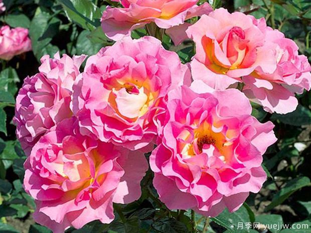 粉红天堂月季(图5)