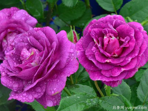 奥秘月季/神秘月季(图2)