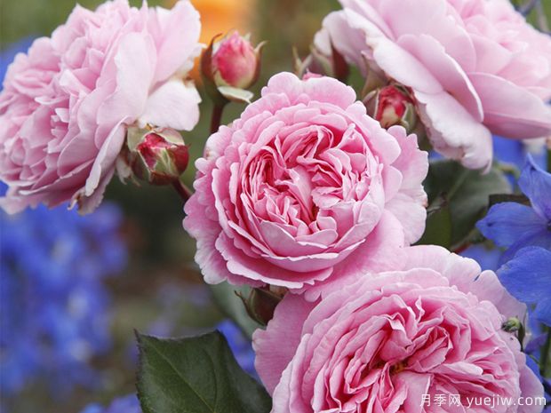 夏日韵事月季/玫瑰伯爵玛丽亨丽埃特月季(图1) 夏日韵事月季/玫瑰伯爵玛丽亨丽埃特月季(图1)