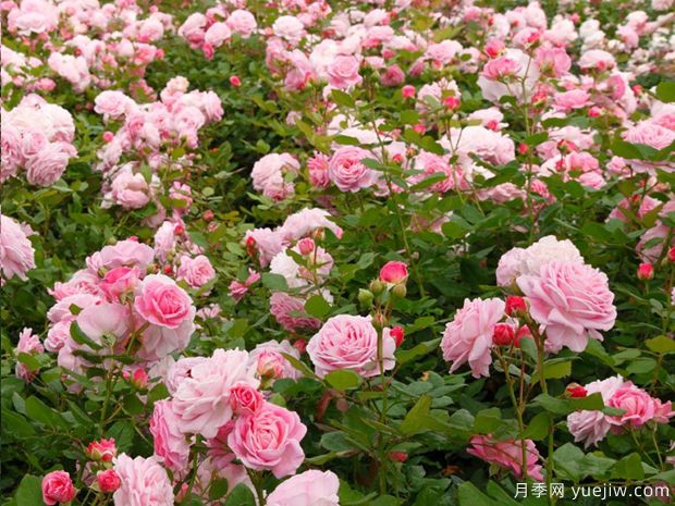 夏日韵事月季/玫瑰伯爵玛丽亨丽埃特月季(图2) 夏日韵事月季/玫瑰伯爵玛丽亨丽埃特月季(图2)