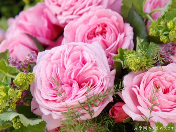 夏日韵事月季/玫瑰伯爵玛丽亨丽埃特月季(图3) 夏日韵事月季/玫瑰伯爵玛丽亨丽埃特月季(图3)