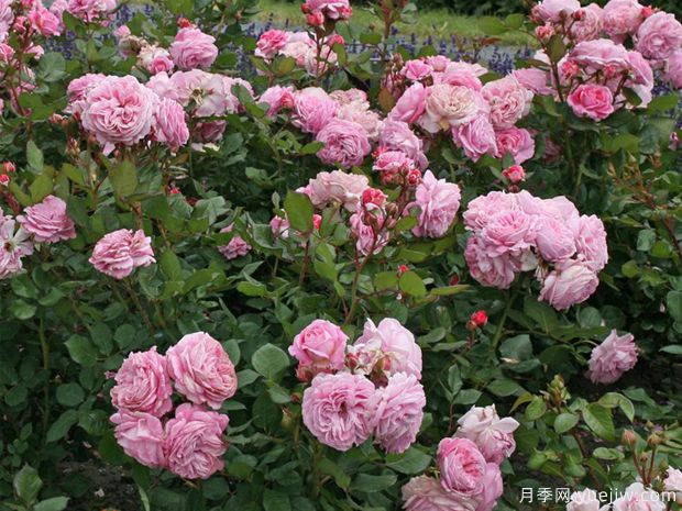 夏日韵事月季/玫瑰伯爵玛丽亨丽埃特月季(图4) 夏日韵事月季/玫瑰伯爵玛丽亨丽埃特月季(图4)