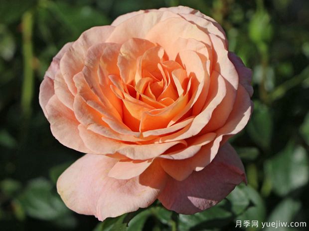 果汁庭院月季/果汁花园月季/孟加拉月季(图1) 果汁花园月季/果汁庭院/孟加拉/大果汁(图1)