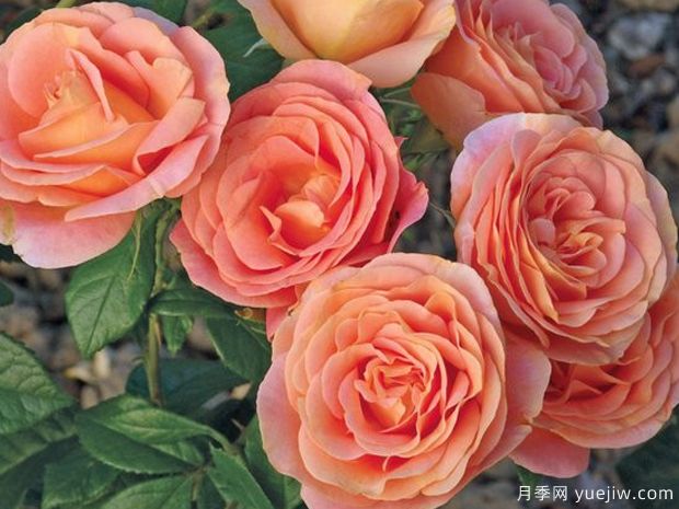 果汁庭院月季/果汁花园月季/孟加拉月季(图2) 果汁花园月季/果汁庭院/孟加拉/大果汁(图2)