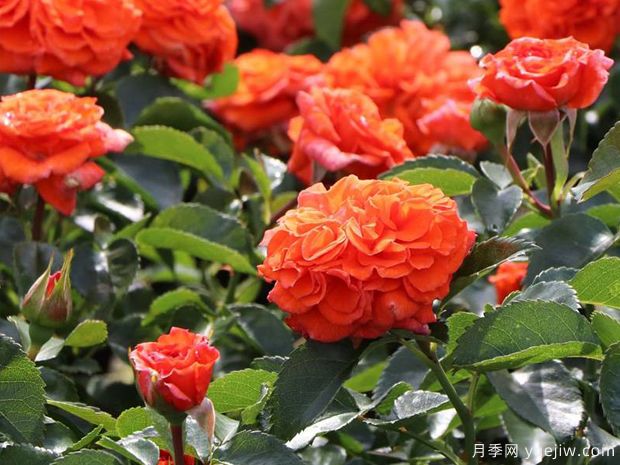 橘园月季(图3)