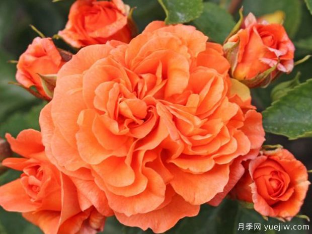 橘园月季(图4)