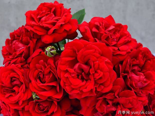 青梅之爱月季/德斯蒙德图图月季(图2)