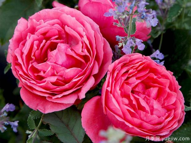 花园公主月季/玛丽何塞月季(图2)