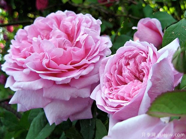 香堡伯爵月季(图2)