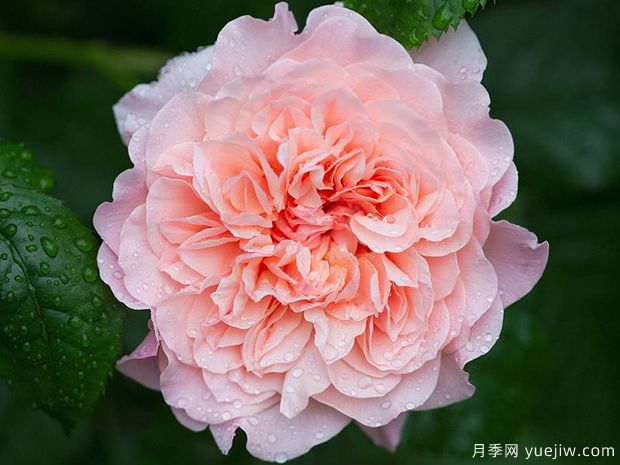 金粉丽人月季/托比厄玫瑰(图1) 金粉丽人月季/托比厄玫瑰/托比亚之花(图1)