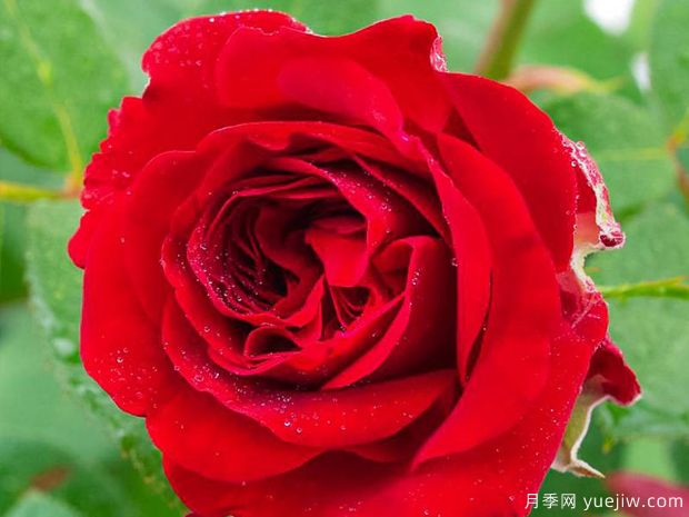 海上传奇月季(图3)