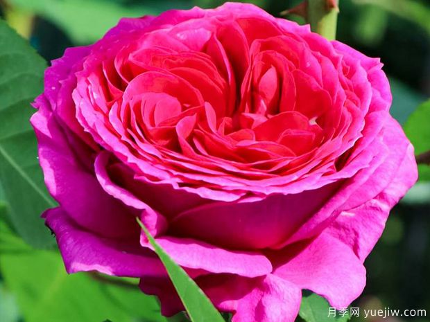 索菲露易丝月季(图2)