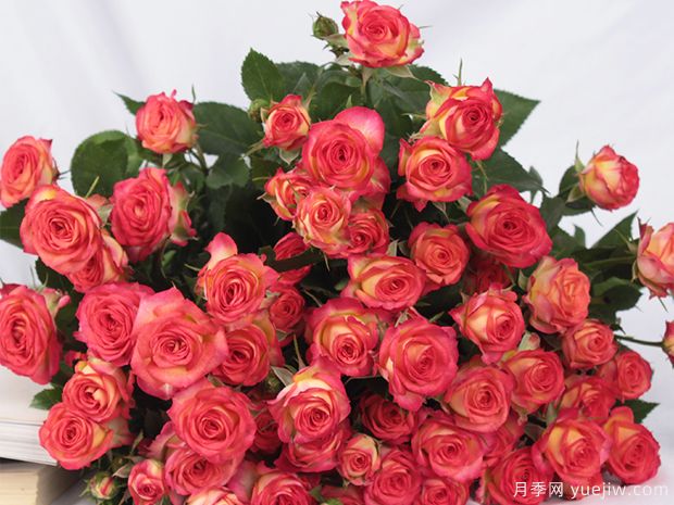 夏日舞蹈月季/多头爱丽丝玫瑰(图1)