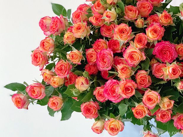 夏日舞蹈月季/多头爱丽丝玫瑰(图2)