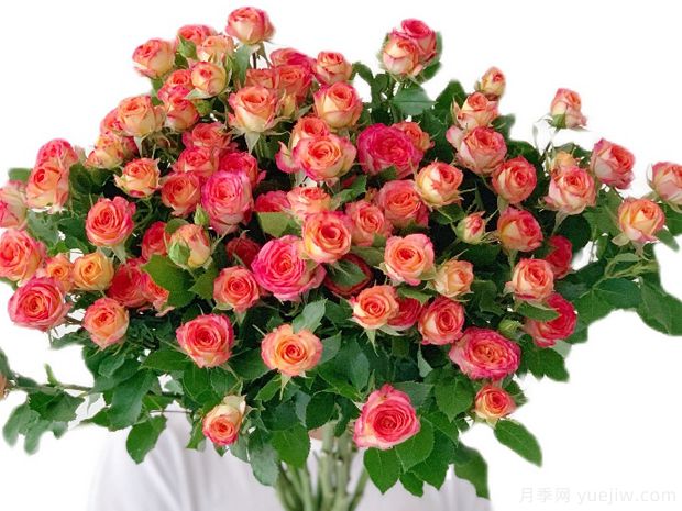 夏日舞蹈月季/多头爱丽丝玫瑰(图3)