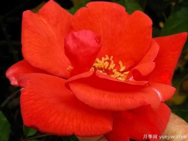 橘红潮月季/桔红潮月季(美国)(图2)