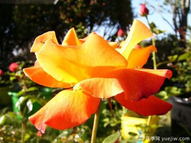 橘红潮月季/桔红潮月季(美国)(图3)