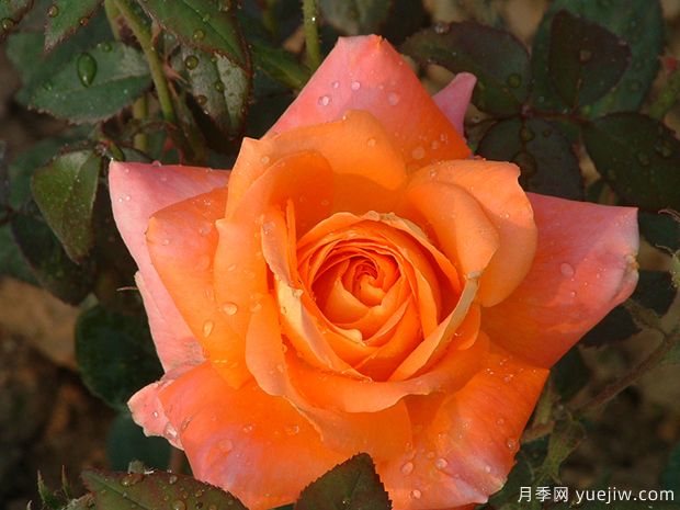 罗迪麦克米伦月季(图1)