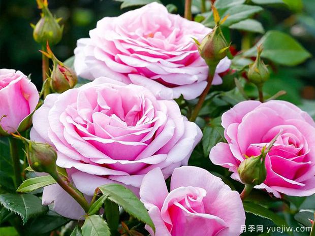 太平洋蓝月季/香水连衣裙月季/蓝色太平洋月季(图2)