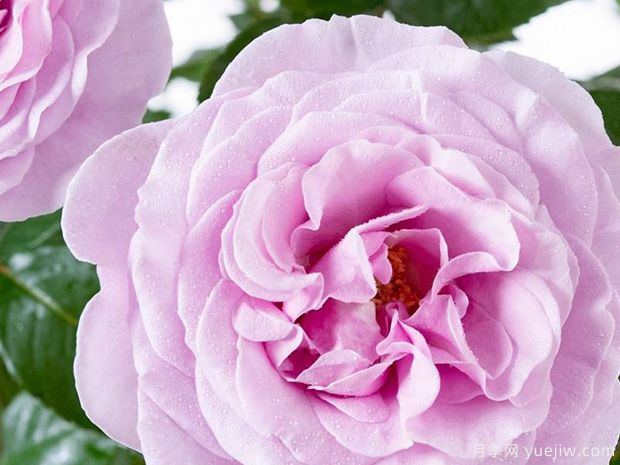 太平洋蓝月季/香水连衣裙月季/蓝色太平洋月季(图3)