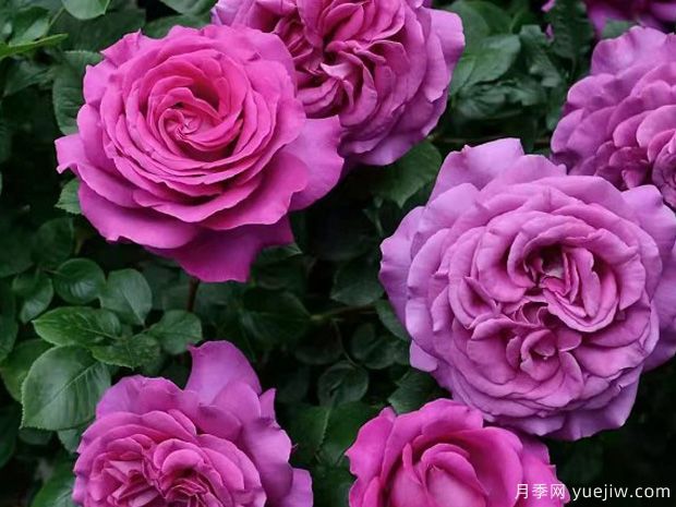 帕尔玛修道院月季(图3)