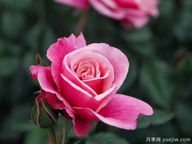 野莓子月季/野生浆果月季(图1) 野莓子月季/野生浆果月季(图1)