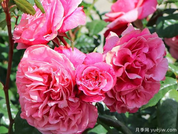 野莓子月季/野生浆果月季(图3) 野莓子月季/野生浆果月季(图3)