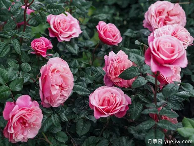 野莓子月季/野生浆果月季(图4) 野莓子月季/野生浆果月季(图4)