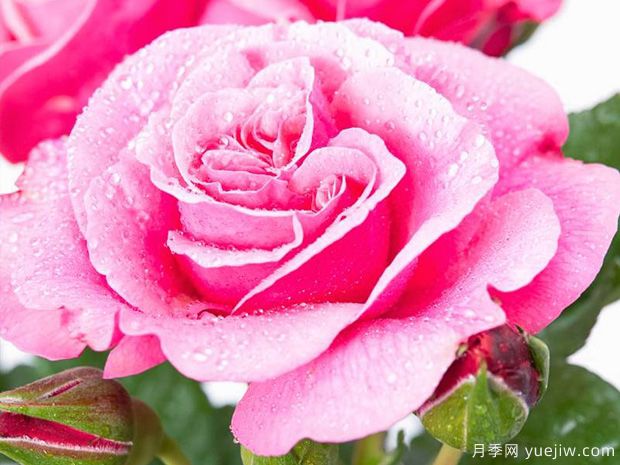 野莓子月季/野生浆果月季(图2) 野莓子月季/野生浆果月季(图2)