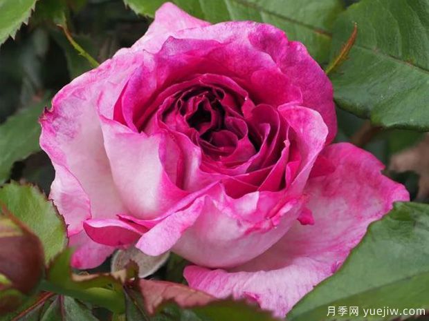 蓝莓蛋糕月季/蒂耶里马尔克斯(图3)