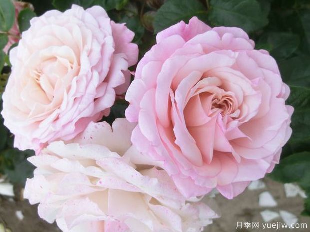 玫瑰魅力月季(图1) 玫瑰魅力月季(图1)