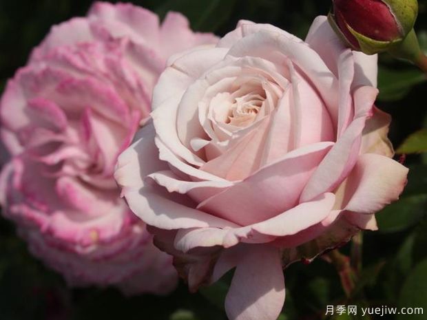 玫瑰魅力月季(图2) 玫瑰魅力月季(图2)