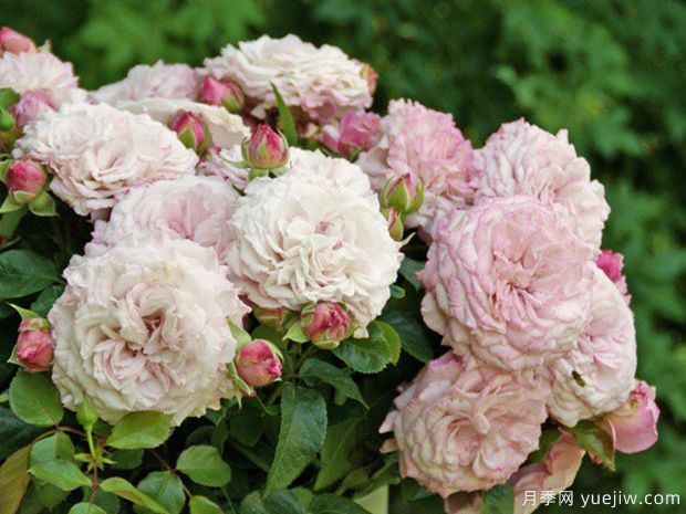 玫瑰魅力月季(图3) 玫瑰魅力月季(图3)