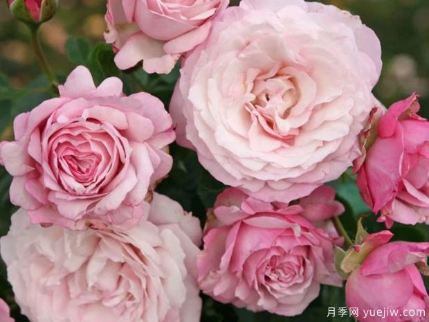 玫瑰魅力月季(图4) 玫瑰魅力月季(图4)