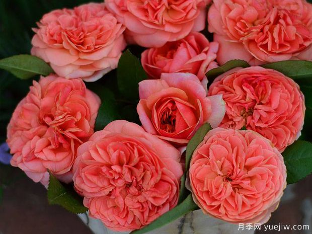 音乐厅月季(图2) 音乐厅月季/齐本达尔月季(图2)